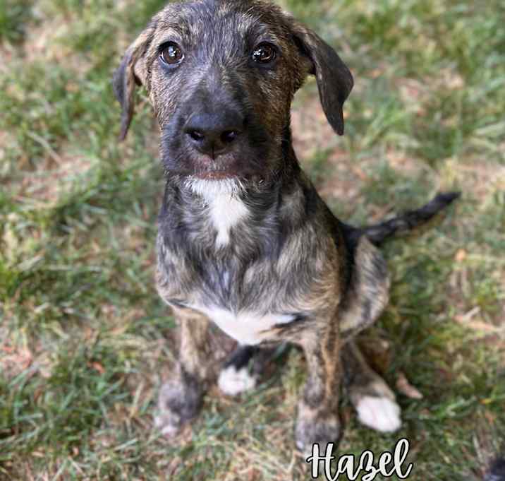 Photo of Hazel
