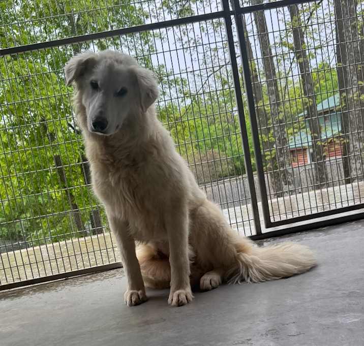 Photo of Ivory
