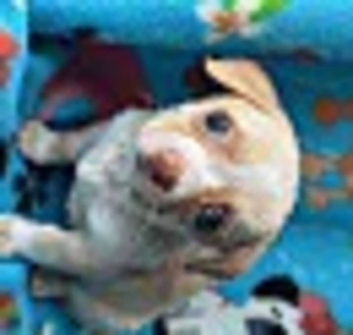 Photo of Precious