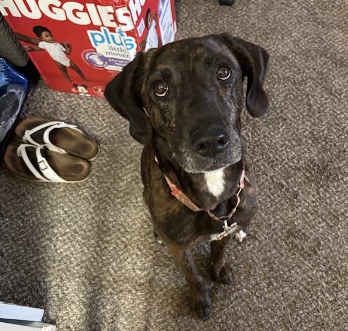 Photo of Harley