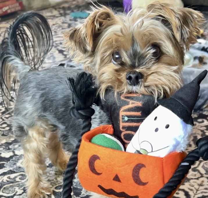 Photo of Bentley