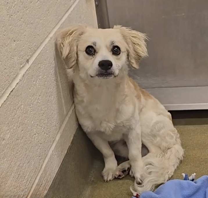 Photo of URGENT! SHELTER IS FULL