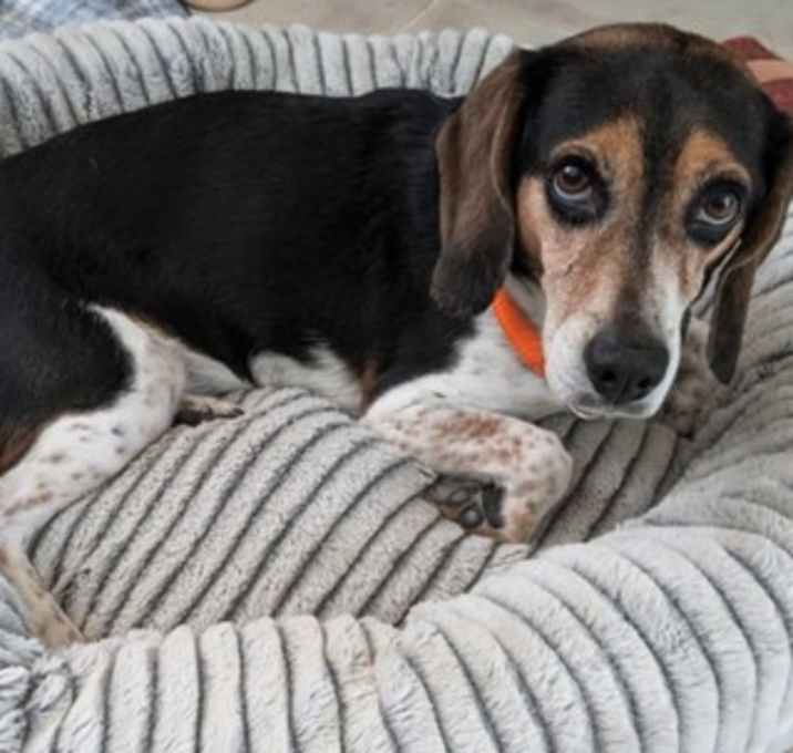 Photo of Luna Beagle