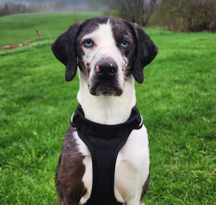 Photo of Apollo