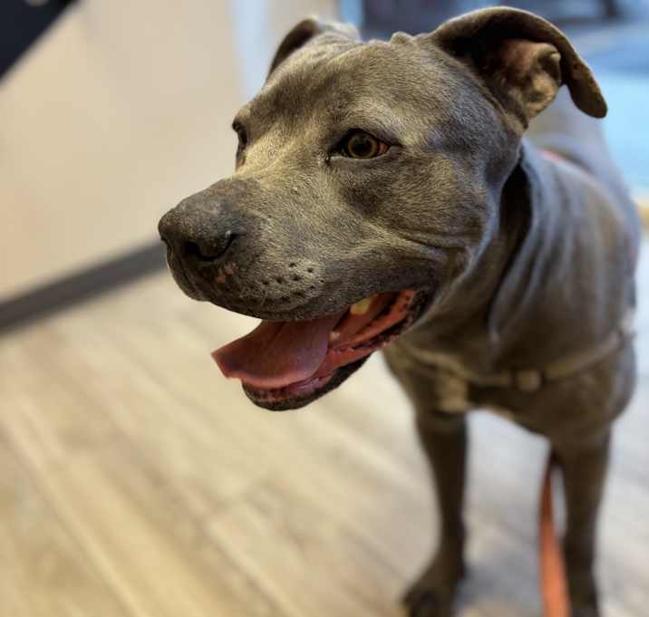 Photo of Dallas