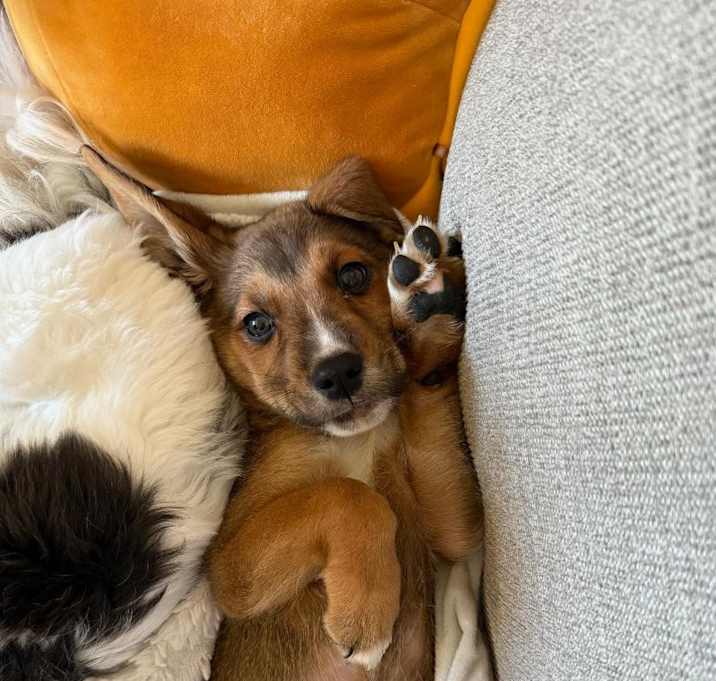 Photo of Maple