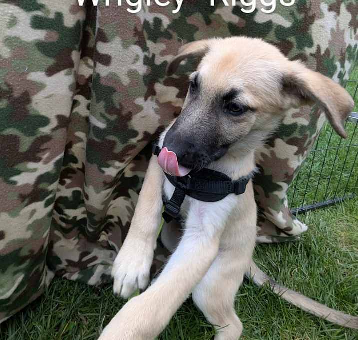 Photo of Wrigley