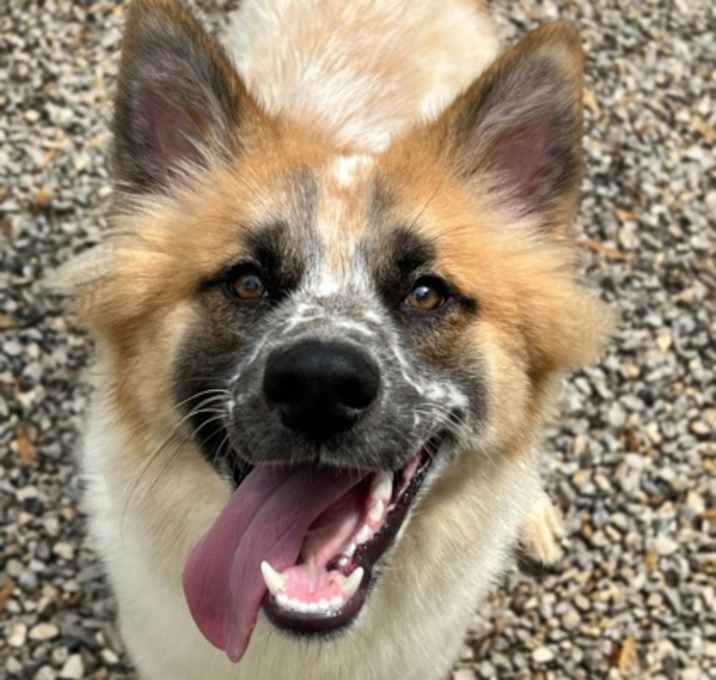 Photo of Raisin