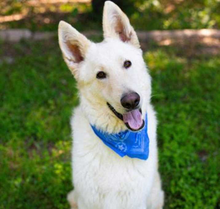 Photo of Balto
