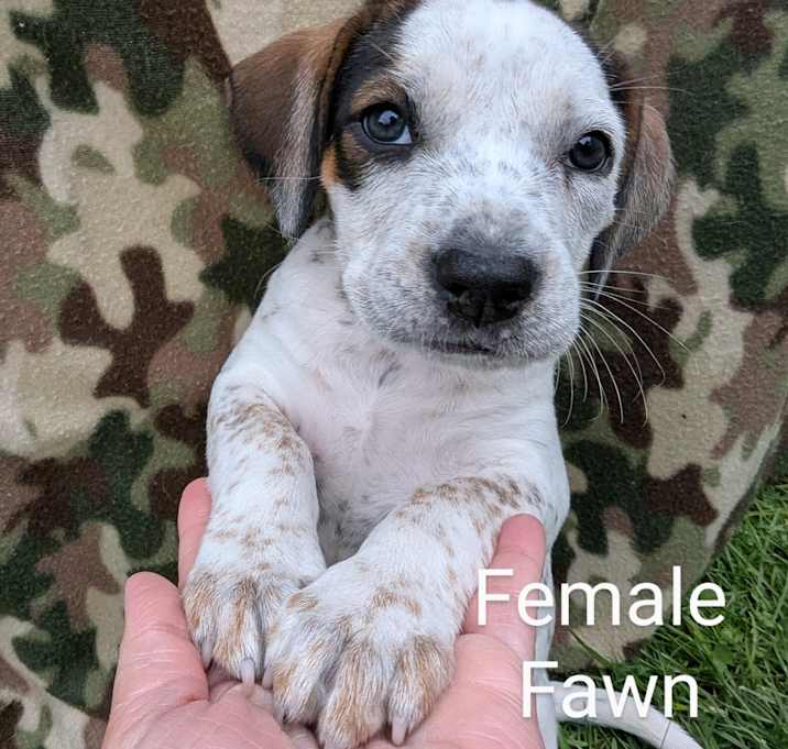 Photo of Fawn