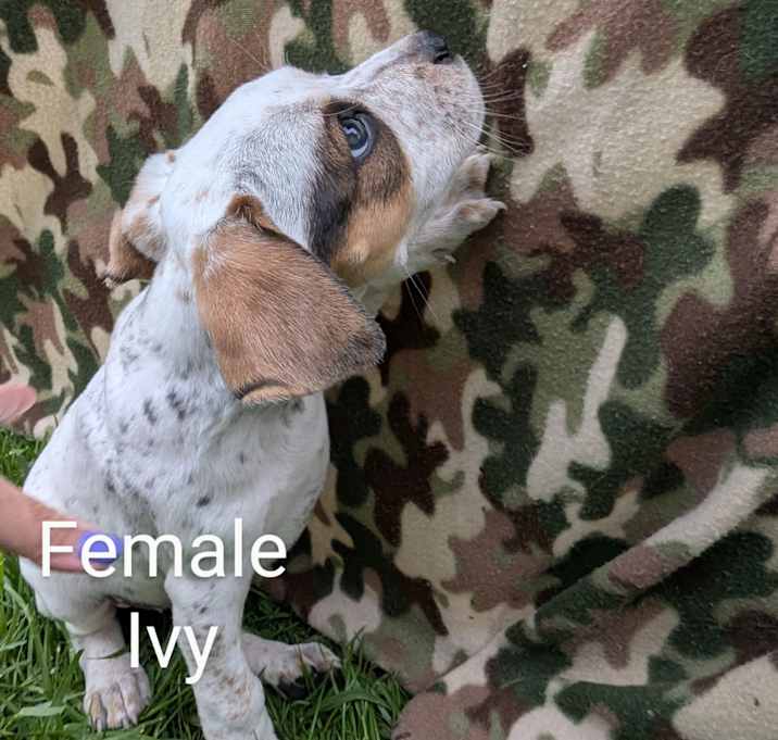 Photo of Ivy