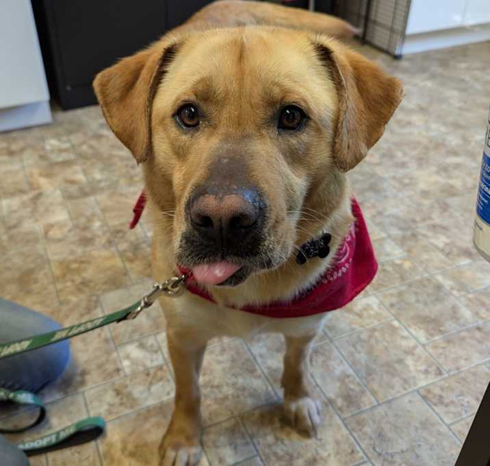 Photo of Buddy