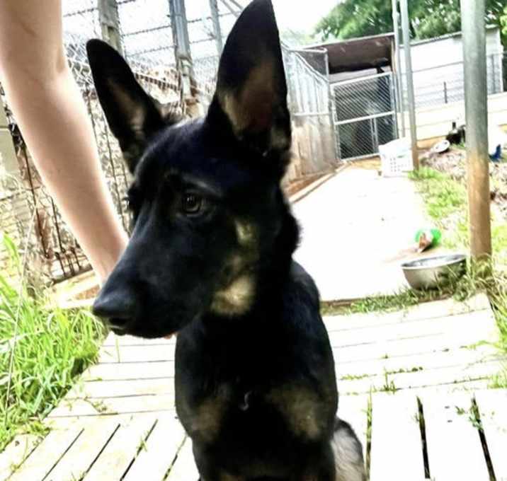 Photo of Shadow