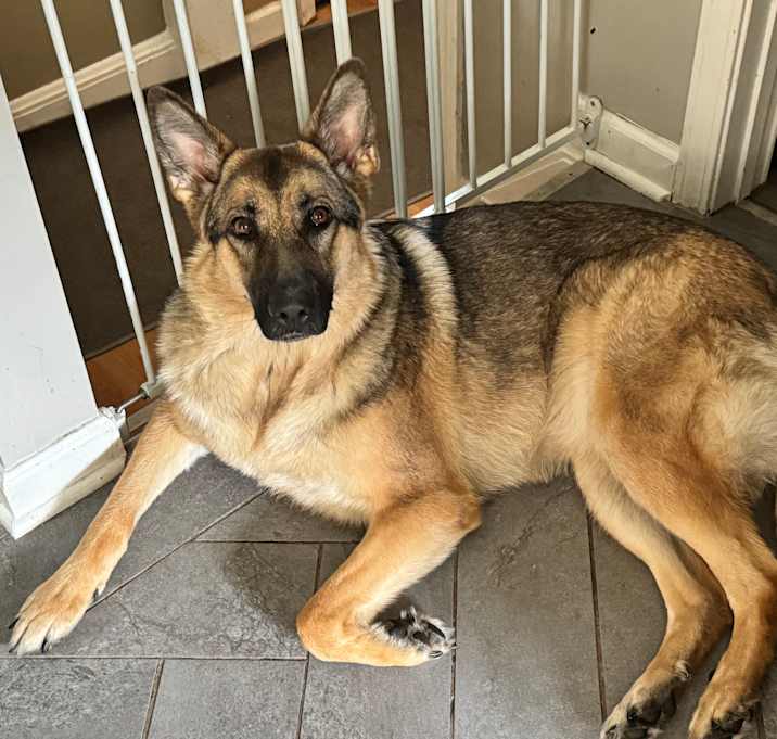 Photo of Laika Orange