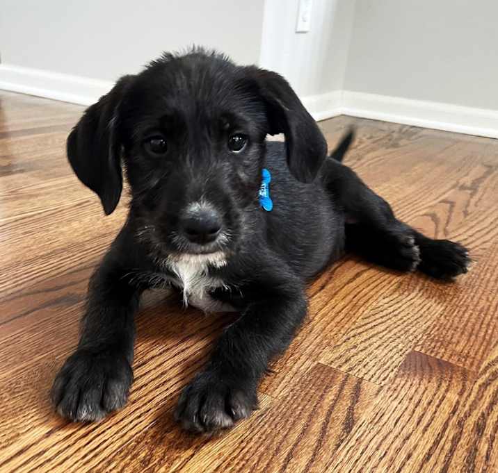 Photo of Colt 