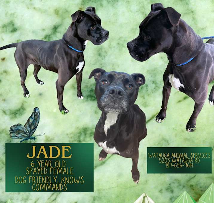 Photo of JADE