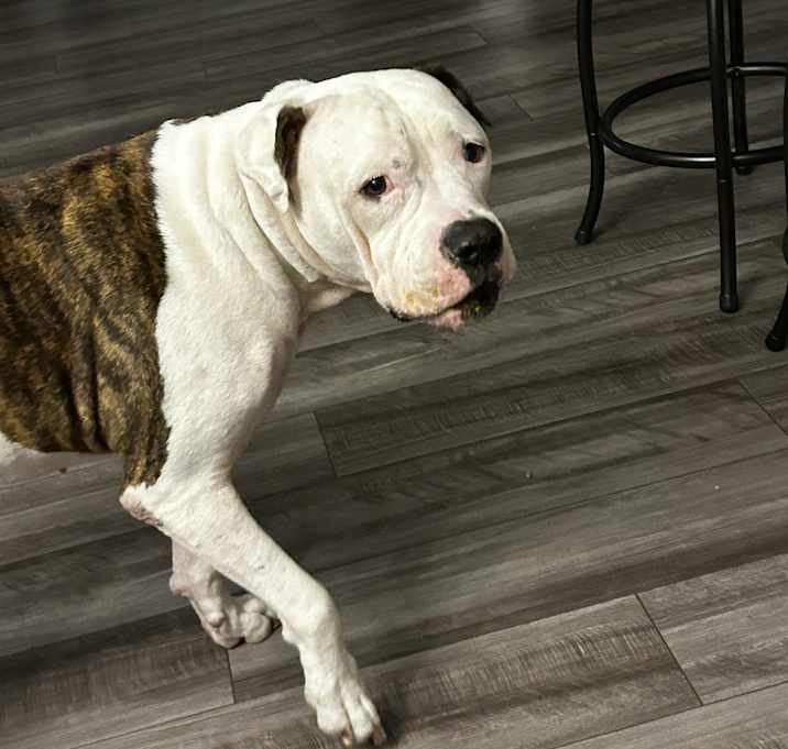 Photo of Belle