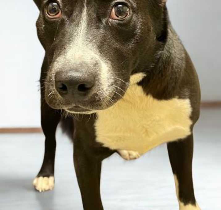 Photo of Blaze