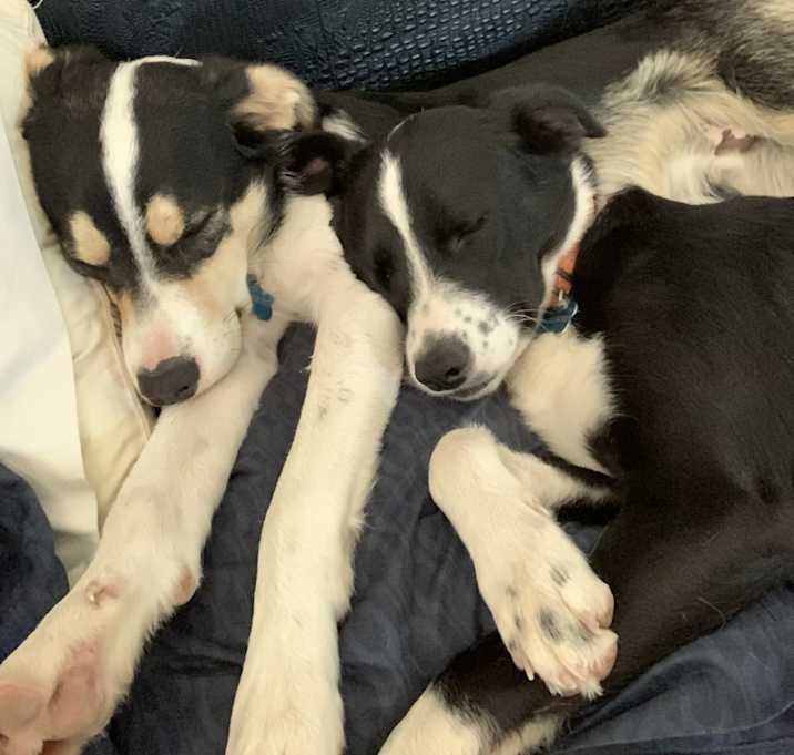 Photo of Mittens and chief