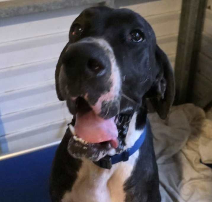 Photo of Apollo