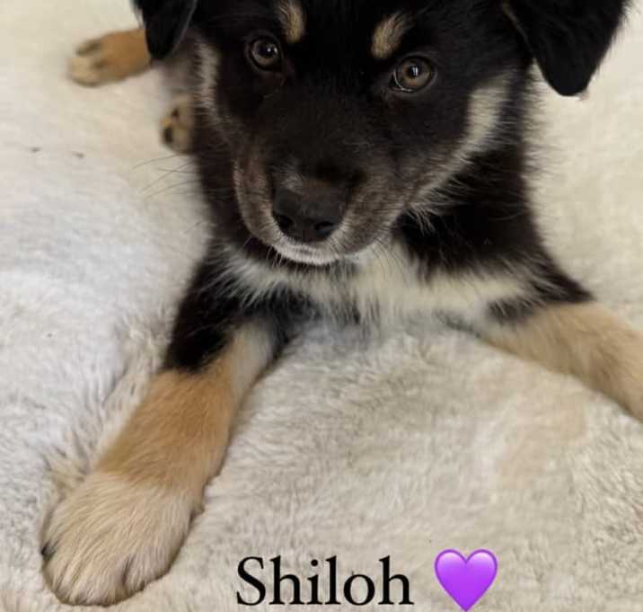 Photo of Shiloh