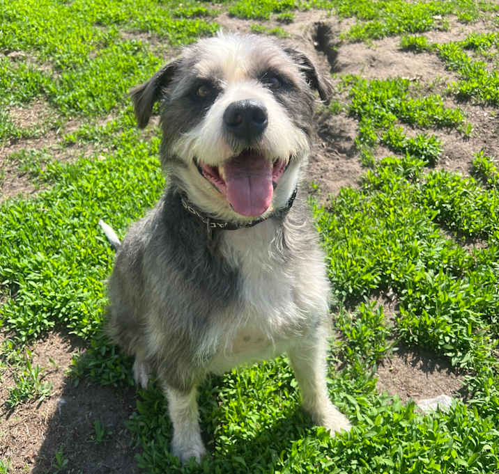 Photo of Shaggy