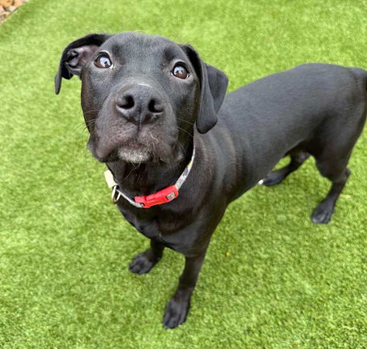 Photo of Yappy