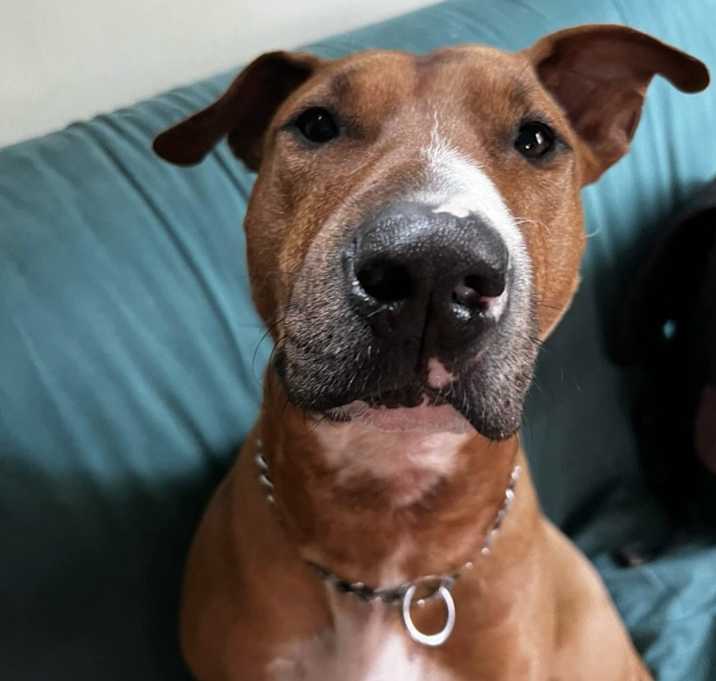 Photo of Red "Chopper"