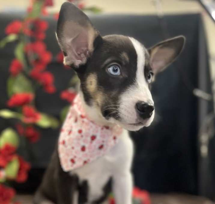 Photo of Huckleberry