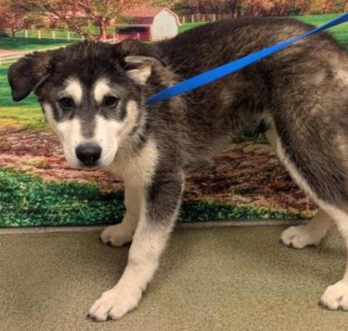 Photo of HUSKY PUPPY - adopt a puppy!