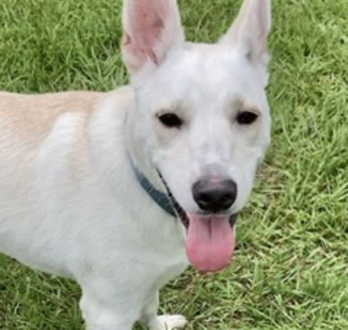 Photo of Koda
