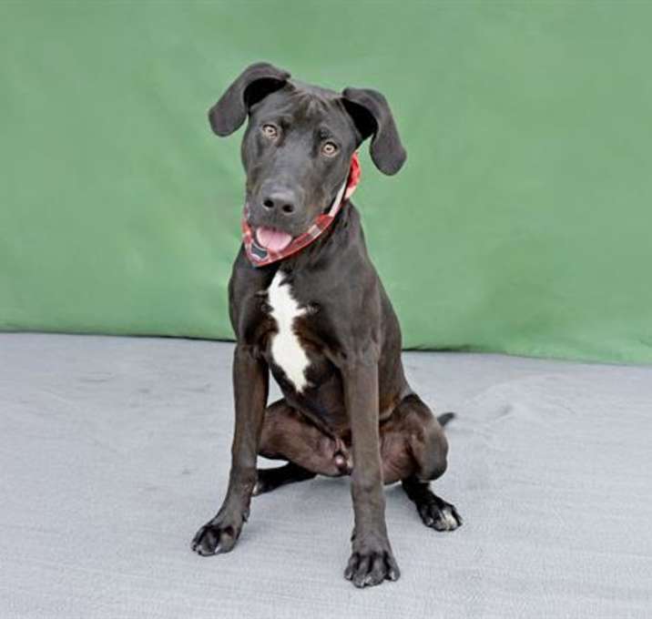 Photo of OZZIE