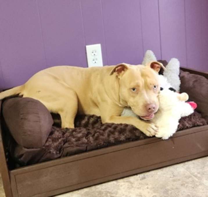 Photo of Atlas