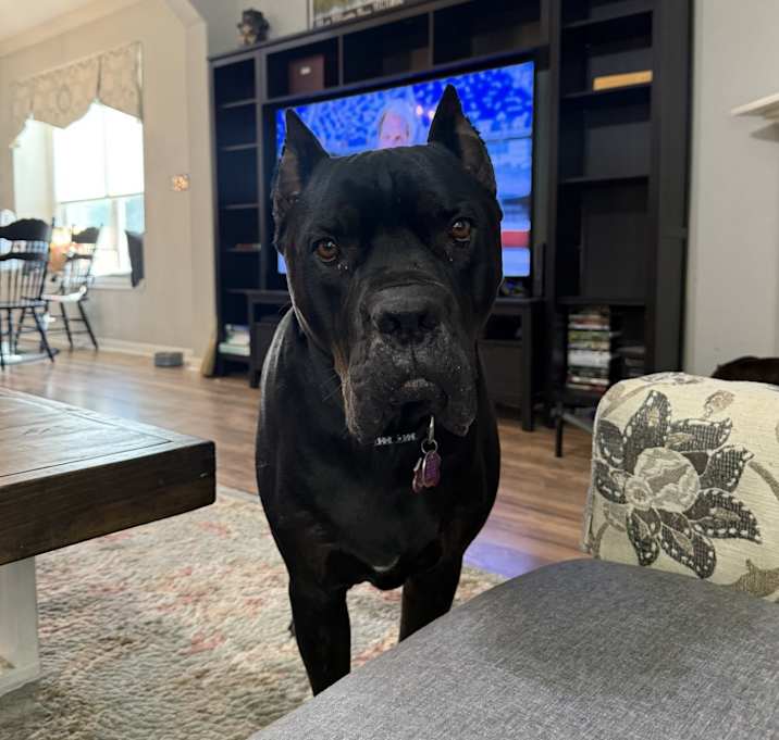 Photo of Ronin