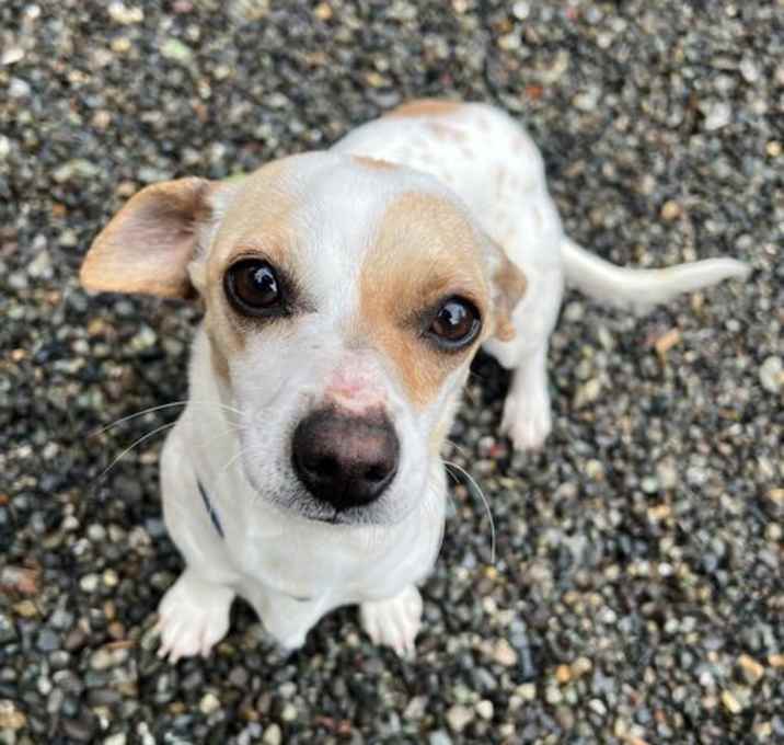 Photo of Blossom