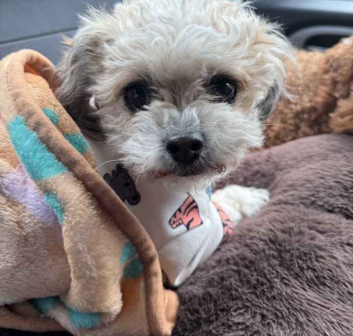 Photo of Bella