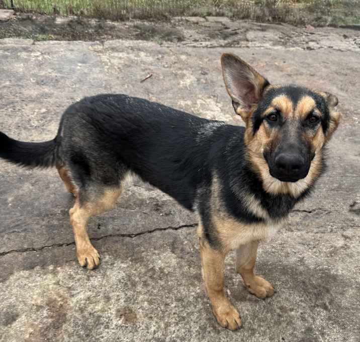 Photo of Stella
