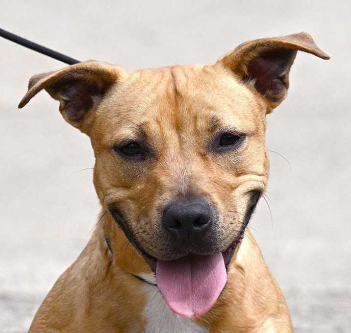 Photo of BASIL