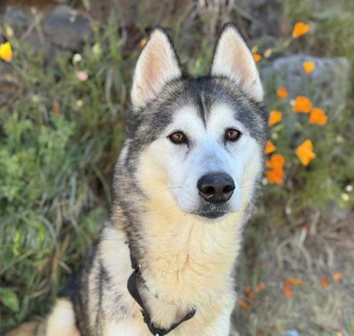 Photo of PADME