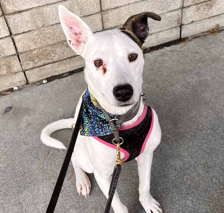 Photo of Banjo