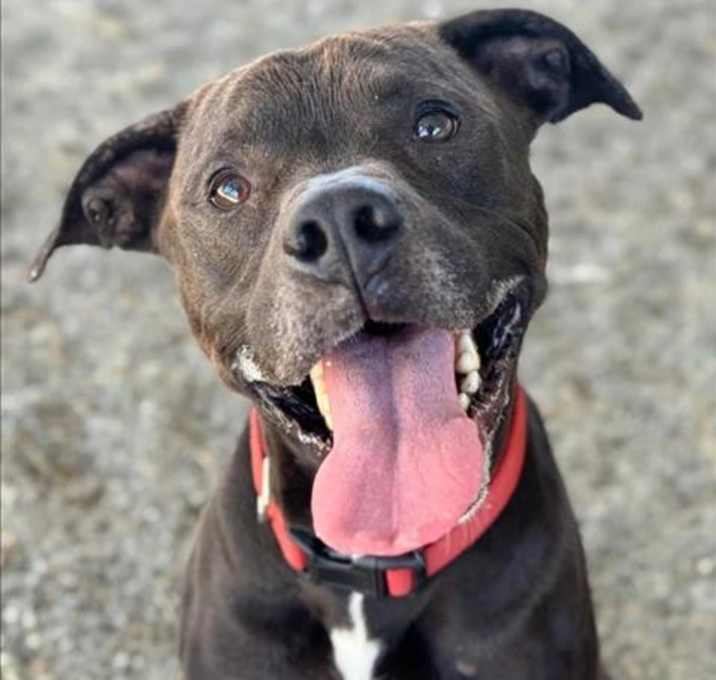 Photo of ROCKO