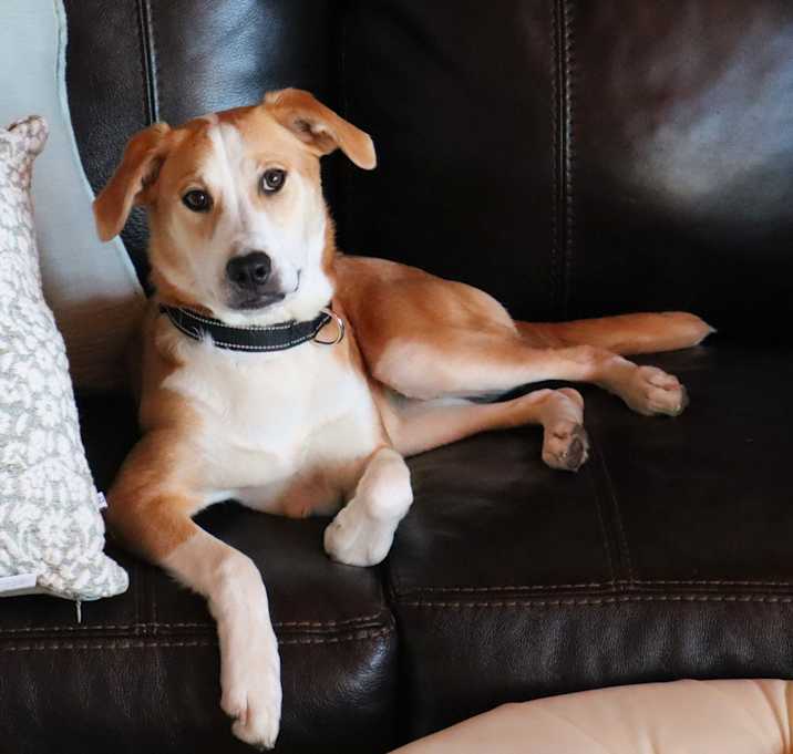 Photo of Piper