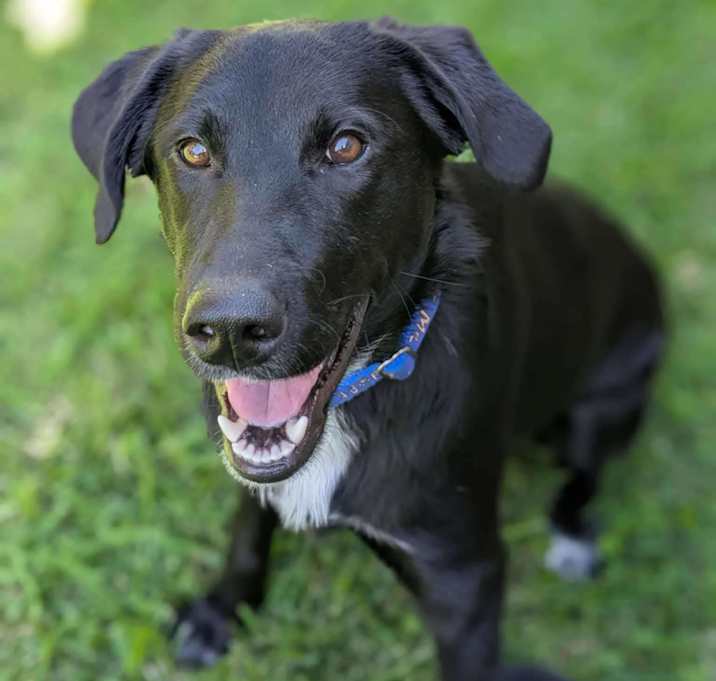Photo of Pepper