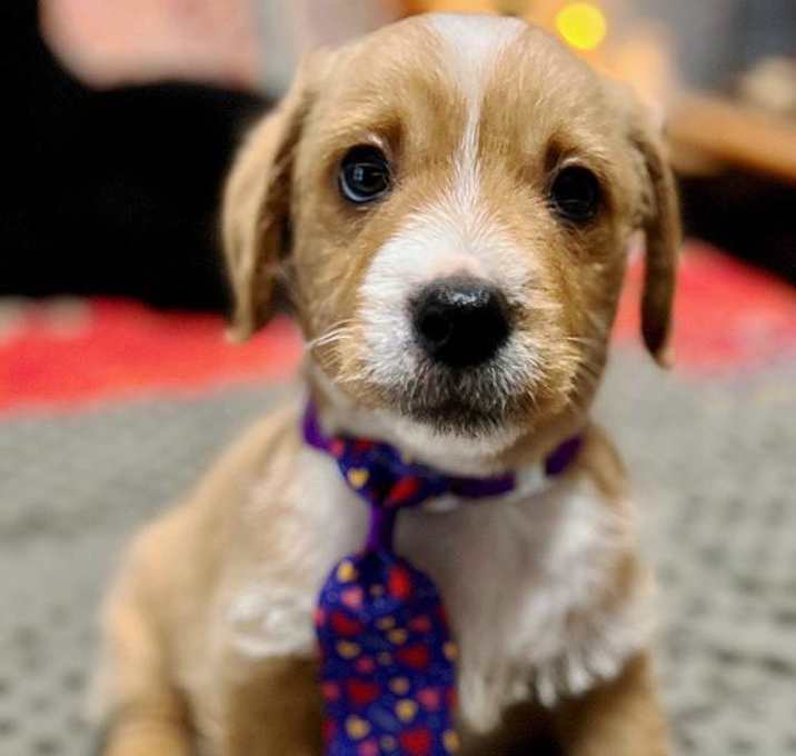 Photo of Boone
