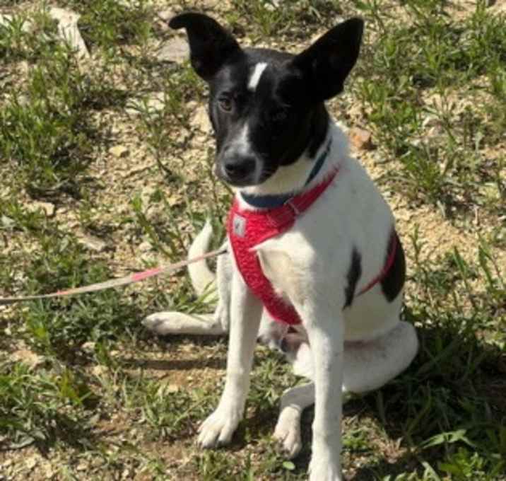 Photo of Bolt