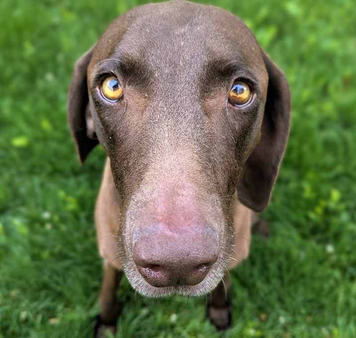 Photo of Nova