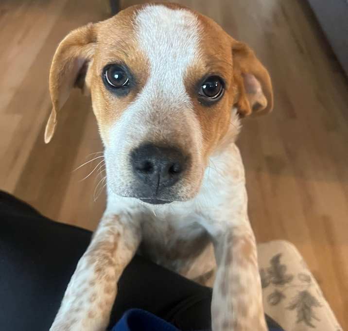 Photo of Rolo