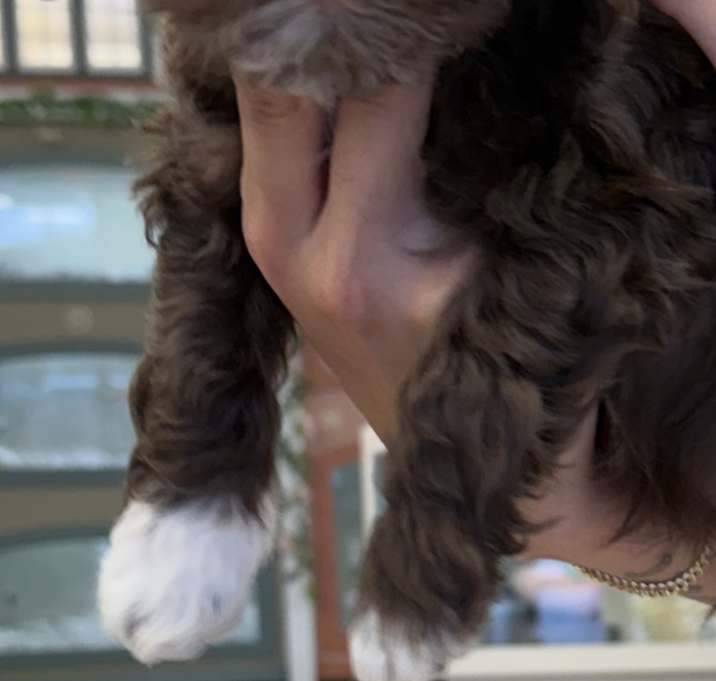 Photo of Simba