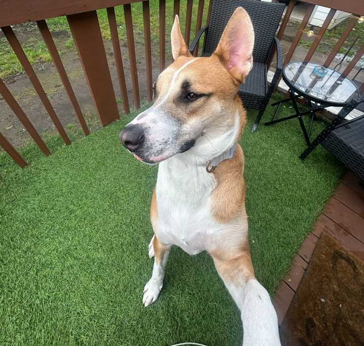Photo of Scout