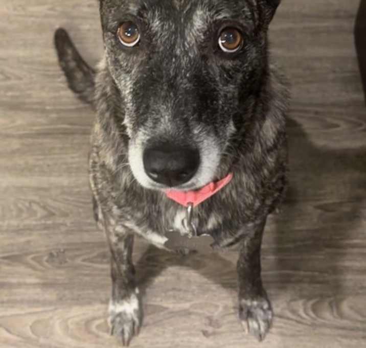 Photo of Izzy